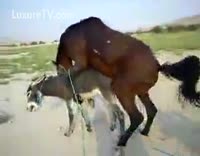 جنس حيوان حصان يمارس الجنس مع حمار حتي فشخ طيزه من ضخامته