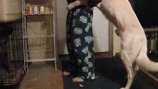 سكس كلاب مع شواذ – تحميل فيلم سكس حيوانات مع رجال