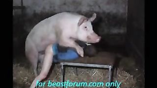 خنزير ينيك بنت بالاسطبل – مقطع سكس حونات حقيقي مع فتاه قذره