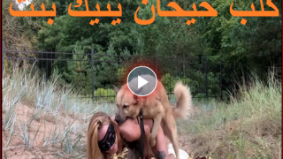 فيلم سكس حيوانات كلب حيحان ينيك بنت فى الغابة يفشخ كسها نيك